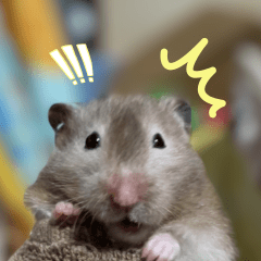 ほたる