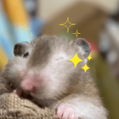 ほたる