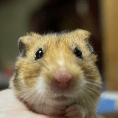 こた
