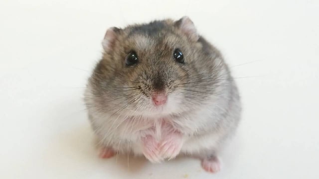 ジャンガリアンハムスター