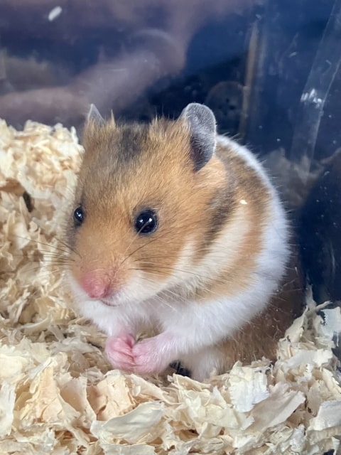 ゴールデンハムスター