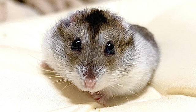 ジャンガリアンハムスター