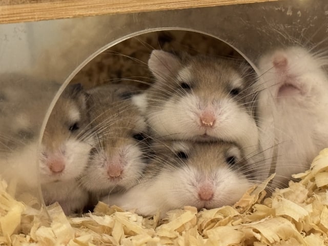 ロボロフスキーハムスター